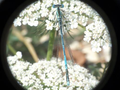 Platycnemis pennipes